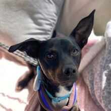 FRANKIE, Hund, Pinscher-Whippet-Mix in Spanien