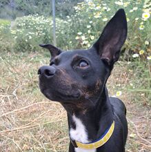 FRANKIE, Hund, Pinscher/Whippet-Mix in Spanien - Bild 1