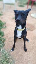 FRANKIE, Hund, Pinscher/Whippet-Mix in Spanien - Bild 3