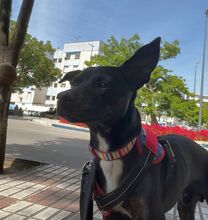 FRANKIE, Hund, Pinscher/Whippet-Mix in Spanien - Bild 4