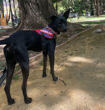 FRANKIE, Hund, Pinscher/Whippet-Mix in Spanien - Bild 5