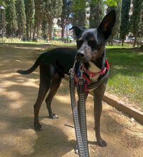 FRANKIE, Hund, Pinscher/Whippet-Mix in Spanien - Bild 6