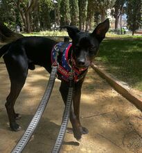 FRANKIE, Hund, Pinscher/Whippet-Mix in Spanien - Bild 7