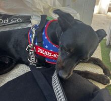 FRANKIE, Hund, Pinscher/Whippet-Mix in Spanien - Bild 8