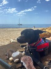 FRANKIE, Hund, Pinscher/Whippet-Mix in Spanien - Bild 9