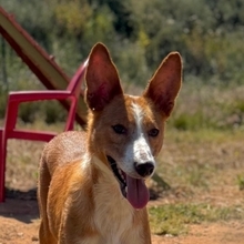 DELICE, Hund, Podencomischling in Spanien - Bild 1