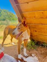 DELICE, Hund, Podencomischling in Spanien - Bild 2