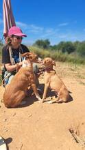DELICE, Hund, Podencomischling in Spanien - Bild 3