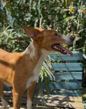 DELICE, Hund, Podencomischling in Spanien - Bild 4