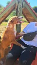 DELICE, Hund, Podencomischling in Spanien - Bild 5