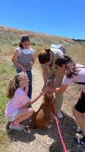 DELICE, Hund, Podencomischling in Spanien - Bild 6