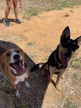 DELICE, Hund, Podencomischling in Spanien - Bild 7