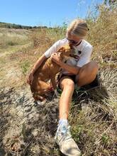 DELICE, Hund, Podencomischling in Spanien - Bild 8