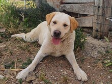 CAMILLA, Hund, Mischlingshund in Italien - Bild 1