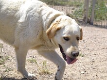 CAMILLA, Hund, Mischlingshund in Italien - Bild 2