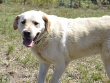 CAMILLA, Hund, Mischlingshund in Italien - Bild 3