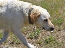 CAMILLA, Hund, Mischlingshund in Italien - Bild 4