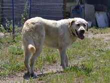 CAMILLA, Hund, Mischlingshund in Italien - Bild 5