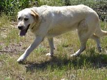 CAMILLA, Hund, Mischlingshund in Italien - Bild 6