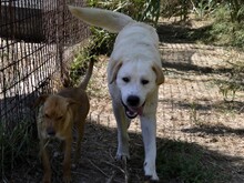 CAMILLA, Hund, Mischlingshund in Italien - Bild 7