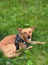 AVALON, Hund, Mischlingshund in Schnarup-Thumby - Bild 1
