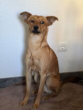 AVALON, Hund, Mischlingshund in Schnarup-Thumby - Bild 2