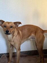 AVALON, Hund, Mischlingshund in Schnarup-Thumby - Bild 3