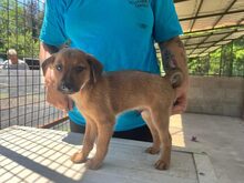 AVALON, Hund, Mischlingshund in Schnarup-Thumby - Bild 4