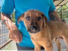 AVALON, Hund, Mischlingshund in Schnarup-Thumby - Bild 5