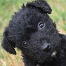 BERYL, Hund, Mischling (Puli) in Liechtenstein - Bild 1