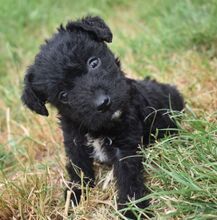 BERYL, Hund, Mischling (Puli) in Liechtenstein - Bild 2