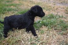 BERYL, Hund, Mischling (Puli) in Liechtenstein - Bild 3