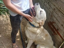 CAVOUR, Hund, Mischlingshund in Italien - Bild 4