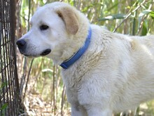CAVOUR, Hund, Mischlingshund in Italien - Bild 5