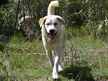 CAVOUR, Hund, Mischlingshund in Italien - Bild 6