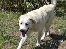 CAVOUR, Hund, Mischlingshund in Italien - Bild 8