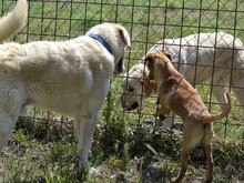 CAVOUR, Hund, Mischlingshund in Italien - Bild 9