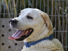 CAVOUR, Hund, Mischlingshund in Bellheim