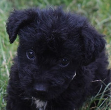 BENNY, Hund, Mischling (Puli) in Ungarn - Bild 1