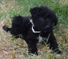 BENNY, Hund, Mischling (Puli) in Ungarn - Bild 2