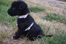 BENNY, Hund, Mischling (Puli) in Ungarn - Bild 3