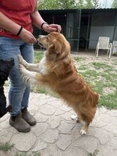 RALPH, Hund, Mischlingshund in Ungarn - Bild 1