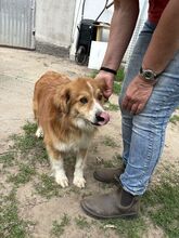 RALPH, Hund, Mischlingshund in Ungarn - Bild 2