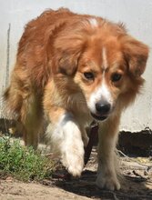 RALPH, Hund, Mischlingshund in Ungarn - Bild 4