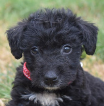 BELLE, Hund, Mischling (Puli) in Ungarn - Bild 1