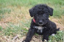 BELLE, Hund, Mischling (Puli) in Ungarn - Bild 2