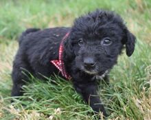 BELLE, Hund, Mischling (Puli) in Ungarn - Bild 3