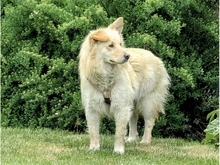STENA, Hund, Mischlingshund in Spardorf - Bild 1