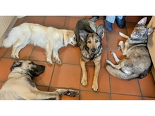 STENA, Hund, Mischlingshund in Spardorf - Bild 10