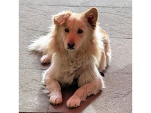 STENA, Hund, Mischlingshund in Spardorf - Bild 2
